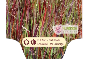 Grass Panicum 'Blood Brothers' New 2025